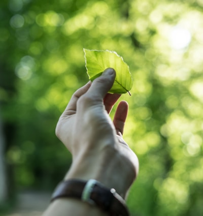 person showing green leaf