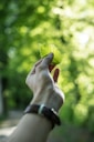 person showing green leaf
