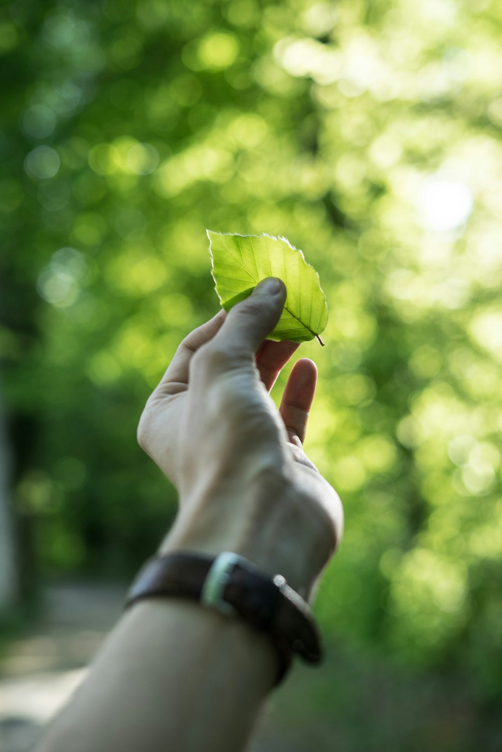 Persona che mostra la foglia verde