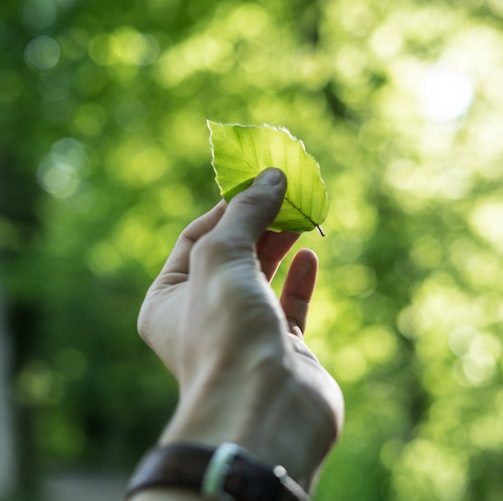 person showing green leaf