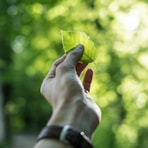 person showing green leaf