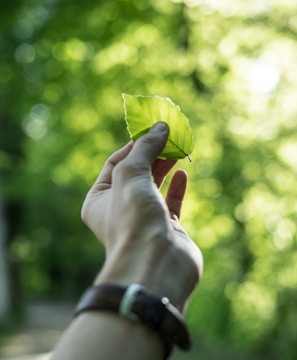 person showing green leaf