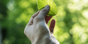 person showing green leaf