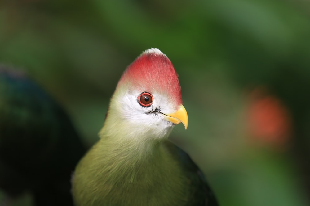 Roter und grüner kleiner schnabelartiger Vogel Nahaufnahme