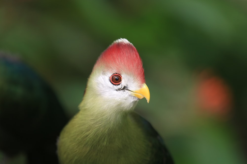 red and green small beaked bird close up photography