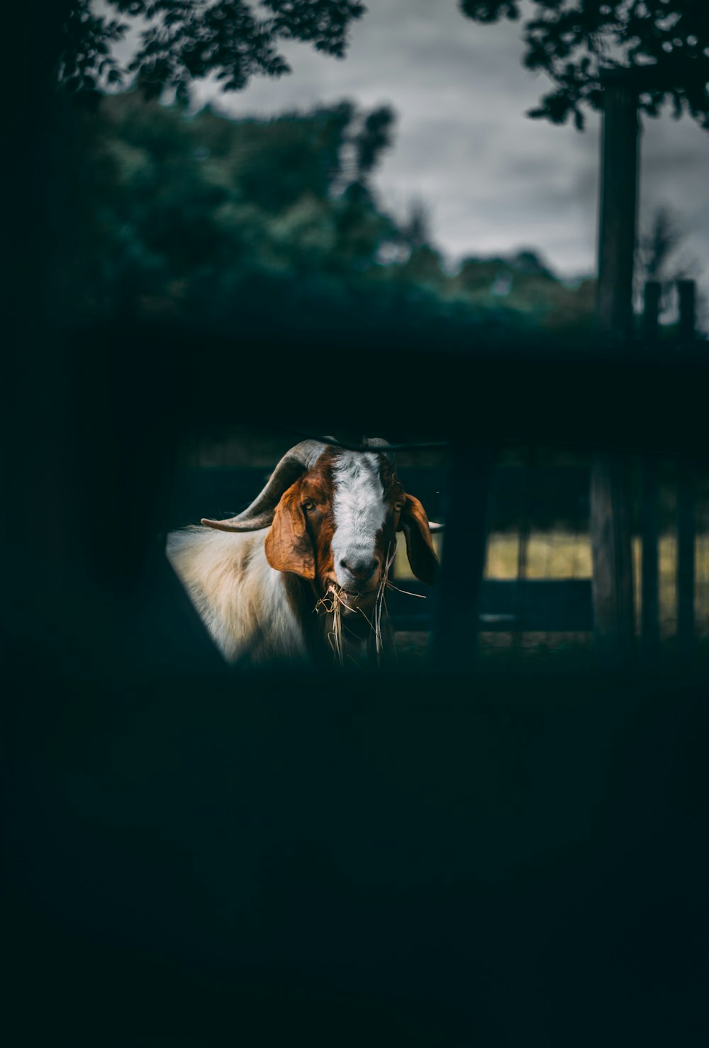 tilt shift lens photo of white and brown goat