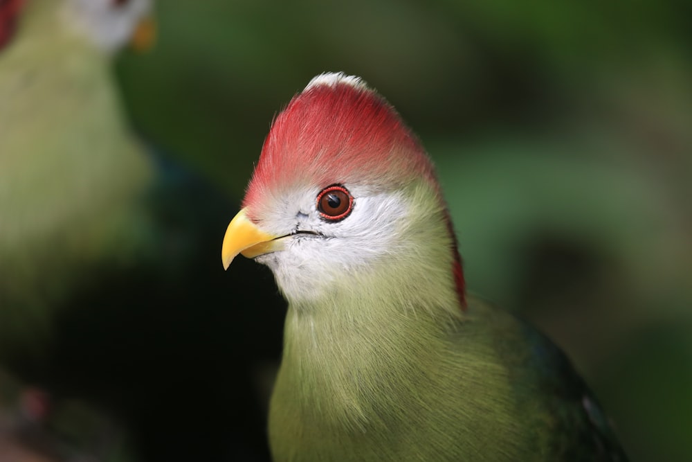 red and white bird