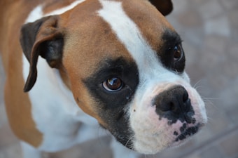 A close-up view of a brown and white dog with large, expressive eyes. The dog has a short, smooth coat and black markings around its snout and eyes. Its ears are floppy, and it appears to be gazing attentively at something.
