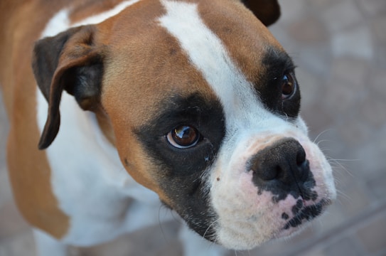A close-up view of a brown and white dog with large, expressive eyes. The dog has a short, smooth coat and black markings around its snout and eyes. Its ears are floppy, and it appears to be gazing attentively at something.