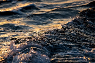 Vibrant shot of a sea rod with ocean waves crashing gently in the background during golden hour.