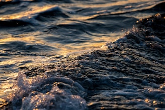 Vibrant shot of a sea rod with ocean waves crashing gently in the background during golden hour.