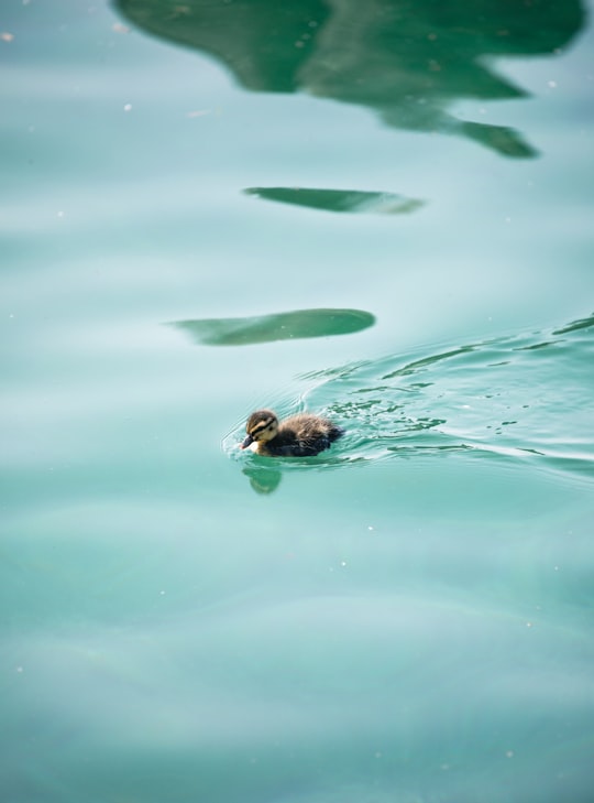 brown duckling swimming in water in Lake Garda Italy