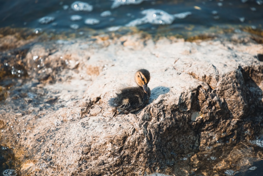 black duck on stone near body of water