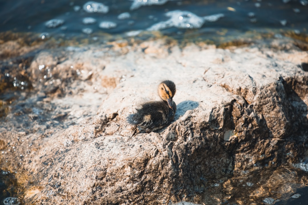 Wildlife photo spot Lake Garda Monte Due Mani