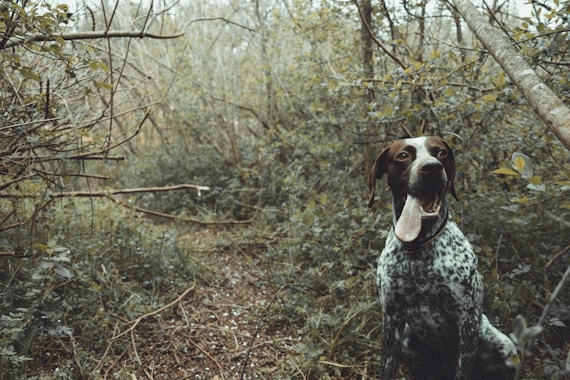 black, white, and brown dog