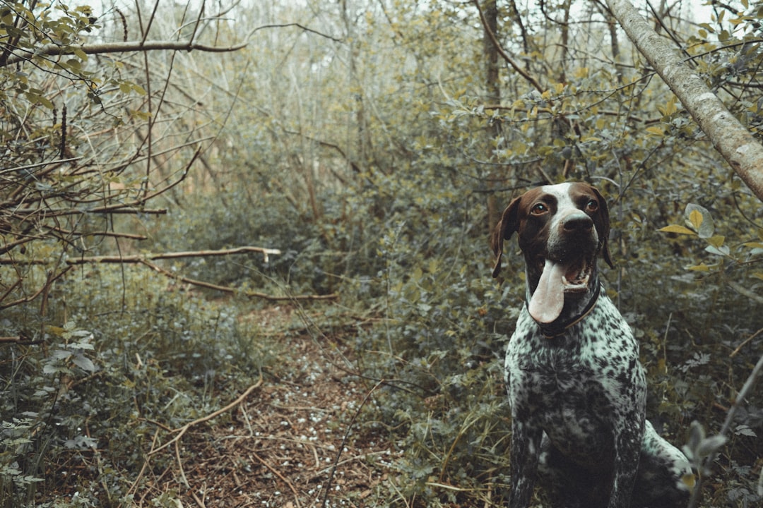The Versatile German Shorthaired Pointer: History, Traits, and Care Guide