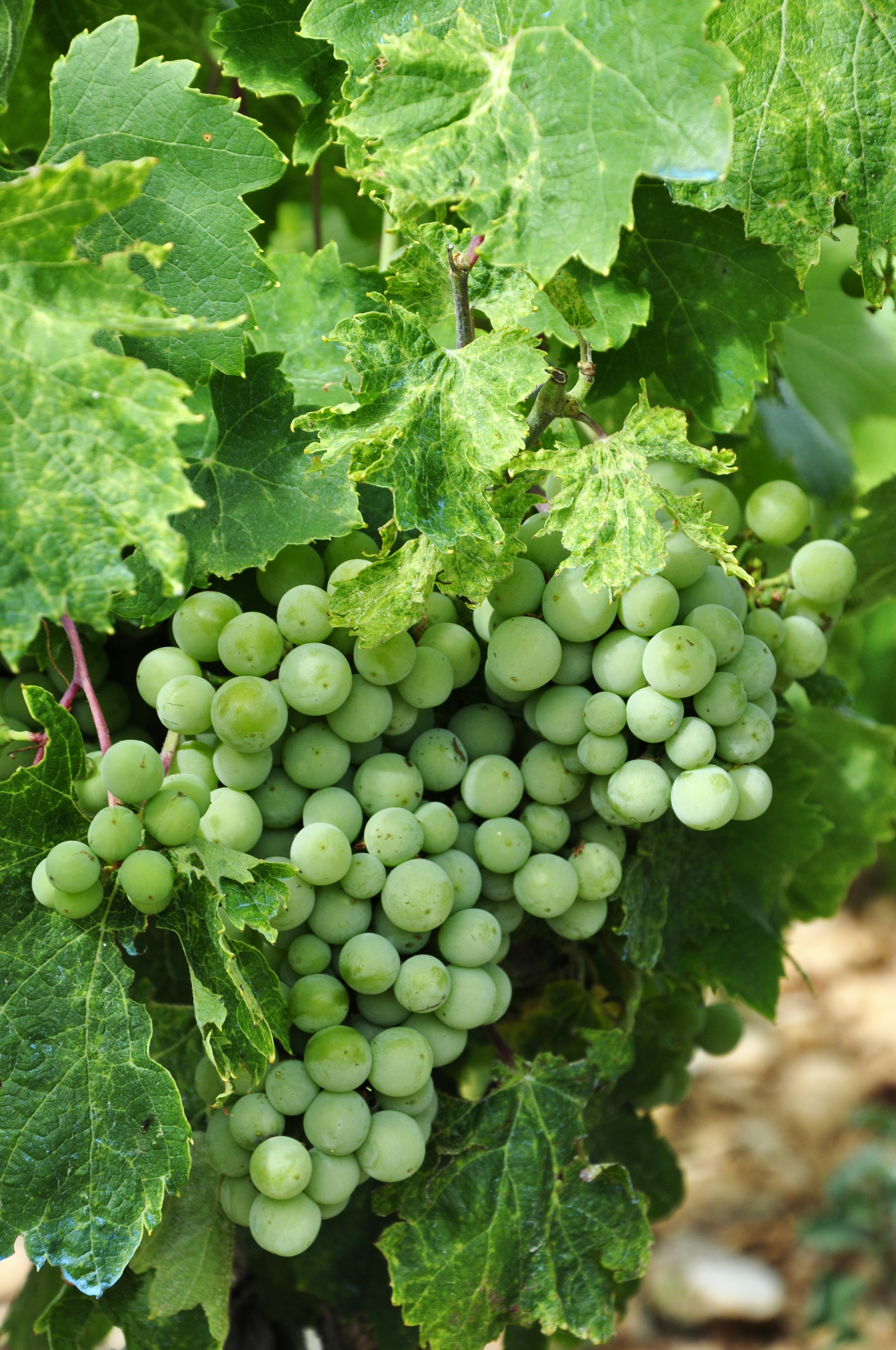 grape plant