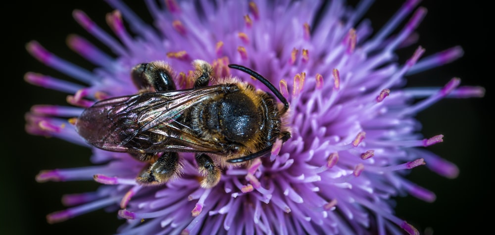 花の上の蜂のマクロ撮影