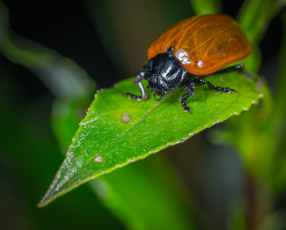 photo sélective mise au point d’un insecte brun et noir