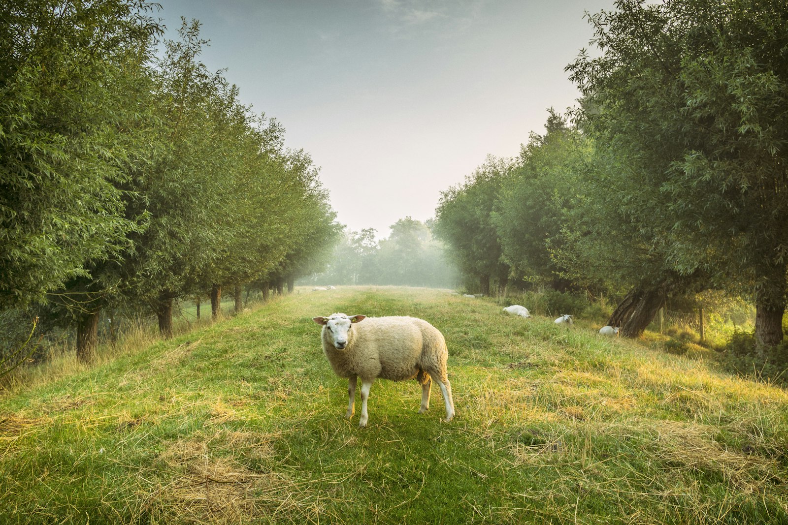 Sony a6000 + Sigma 19mm F2.8 EX DN sample photo. Sheep standing between trees photography