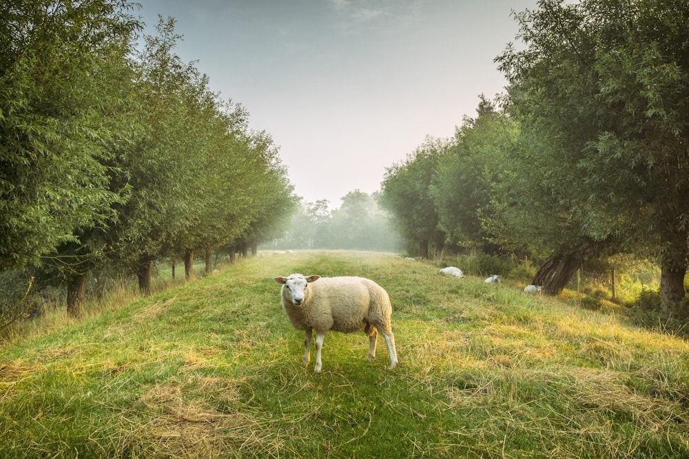sheep standing between trees