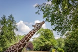 brown giraffe beside tree