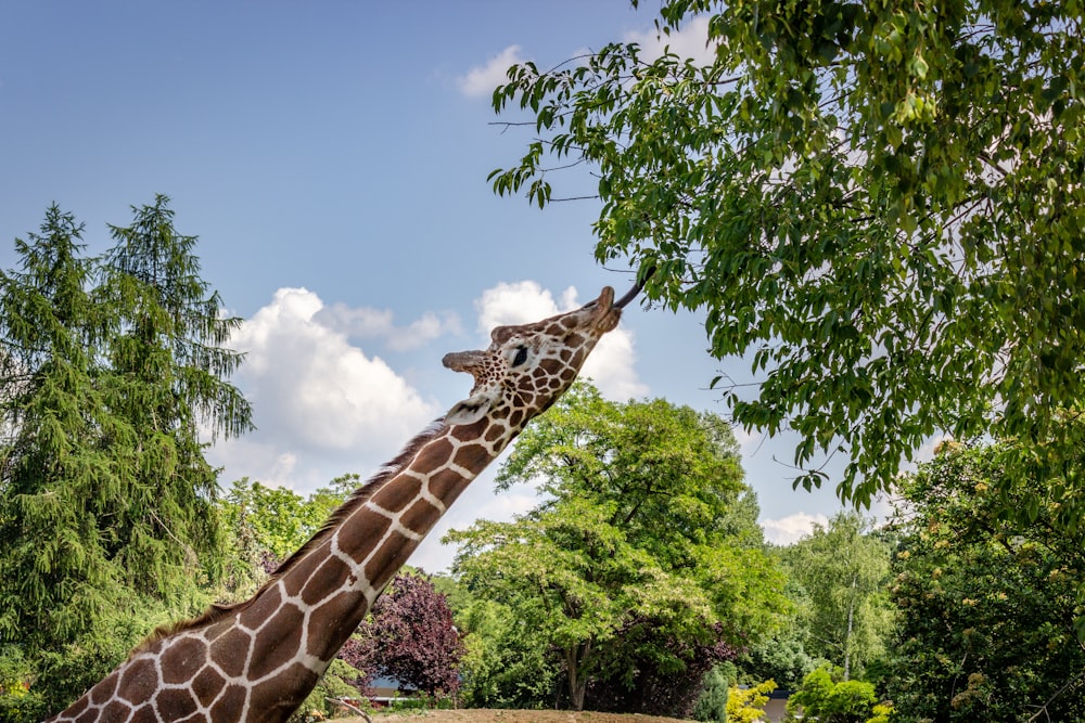 brown giraffe beside tree