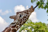 A graceful giraffe nibbling leaves from tall branches against a clear blue sky.