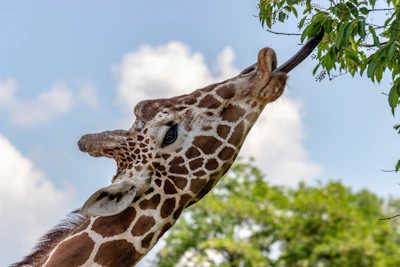 A graceful giraffe nibbling leaves from tall branches against a clear blue sky.