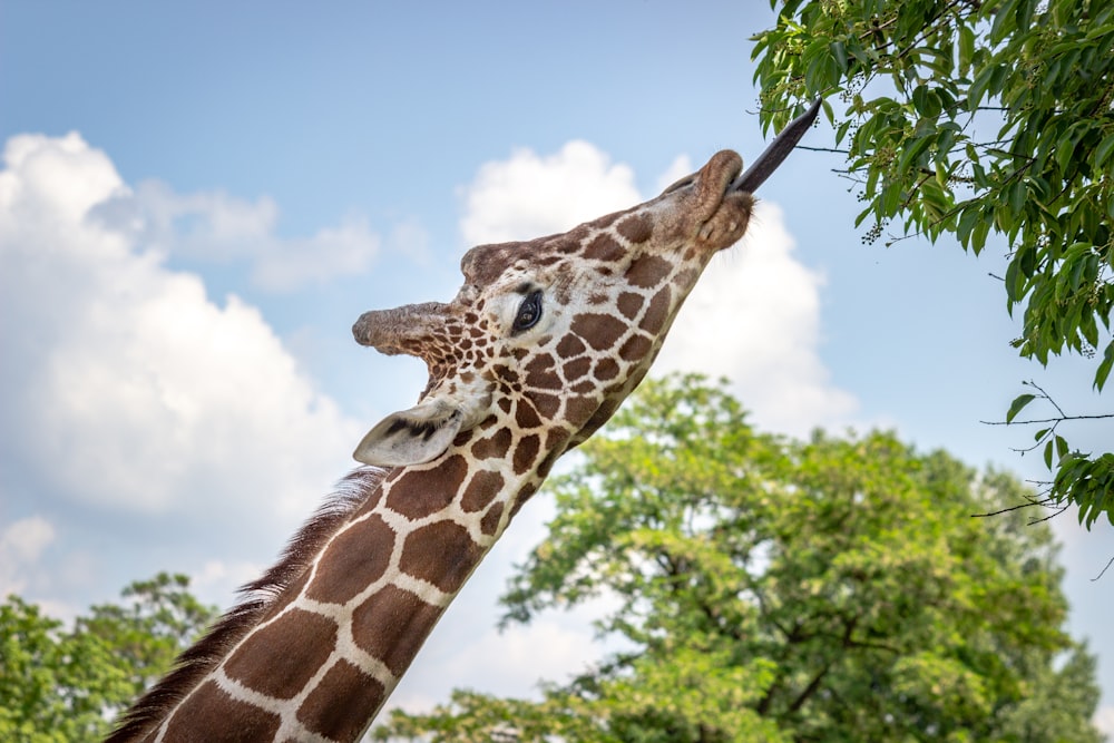 Giraffe eating leaves