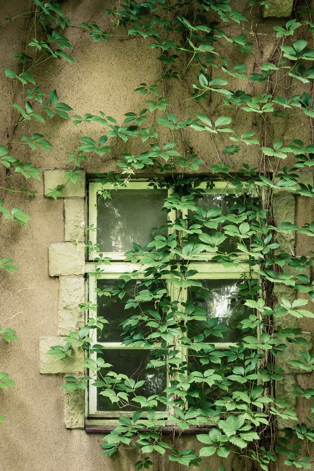 green window with plants