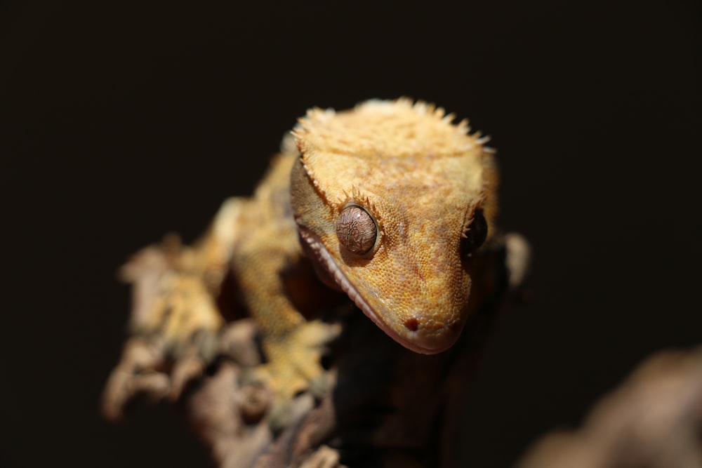 Gecko brun