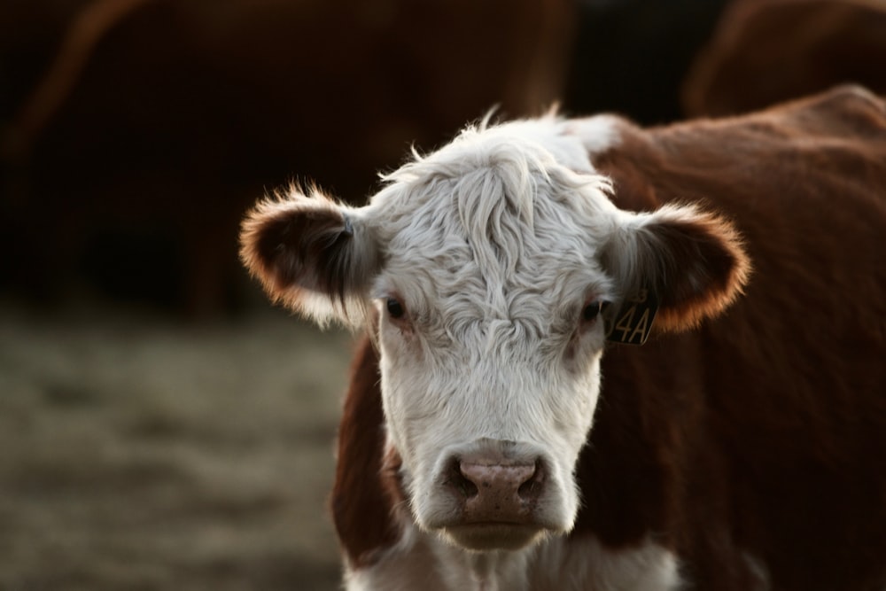 Fotografía de enfoque selectivo de vaca marrón y blanca