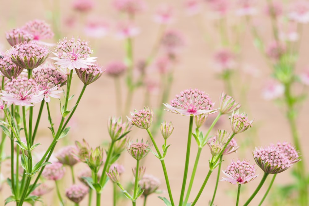 ピンクの花の浅い焦点撮影