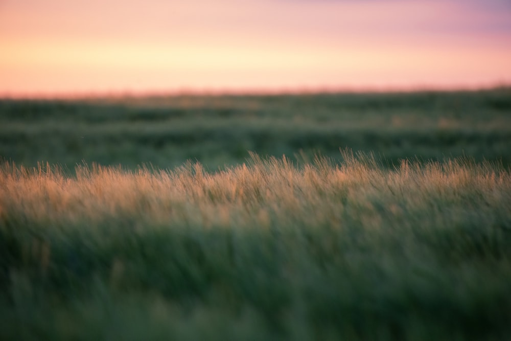 flache Fokusfotografie von grünem Gras