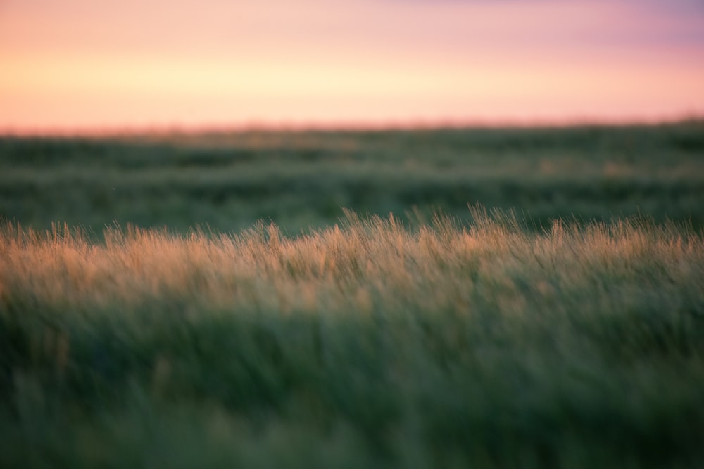 Photographie à mise au point superficielle de l’herbe verte