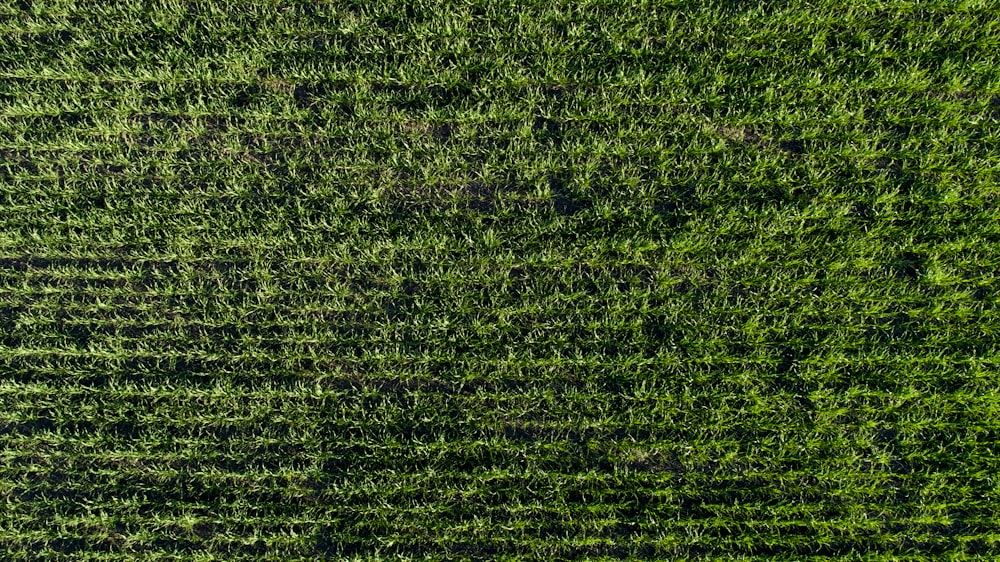 Photographie aérienne d’un champ d’herbe verte