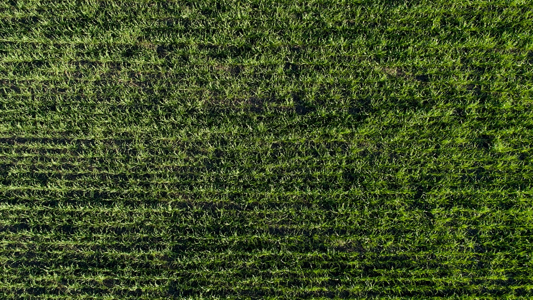 aerial photography of green grass field