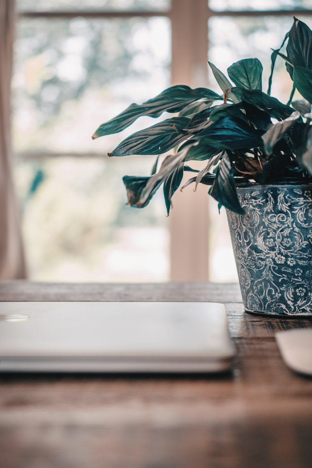 green leafed plant in vase in front of laptop
