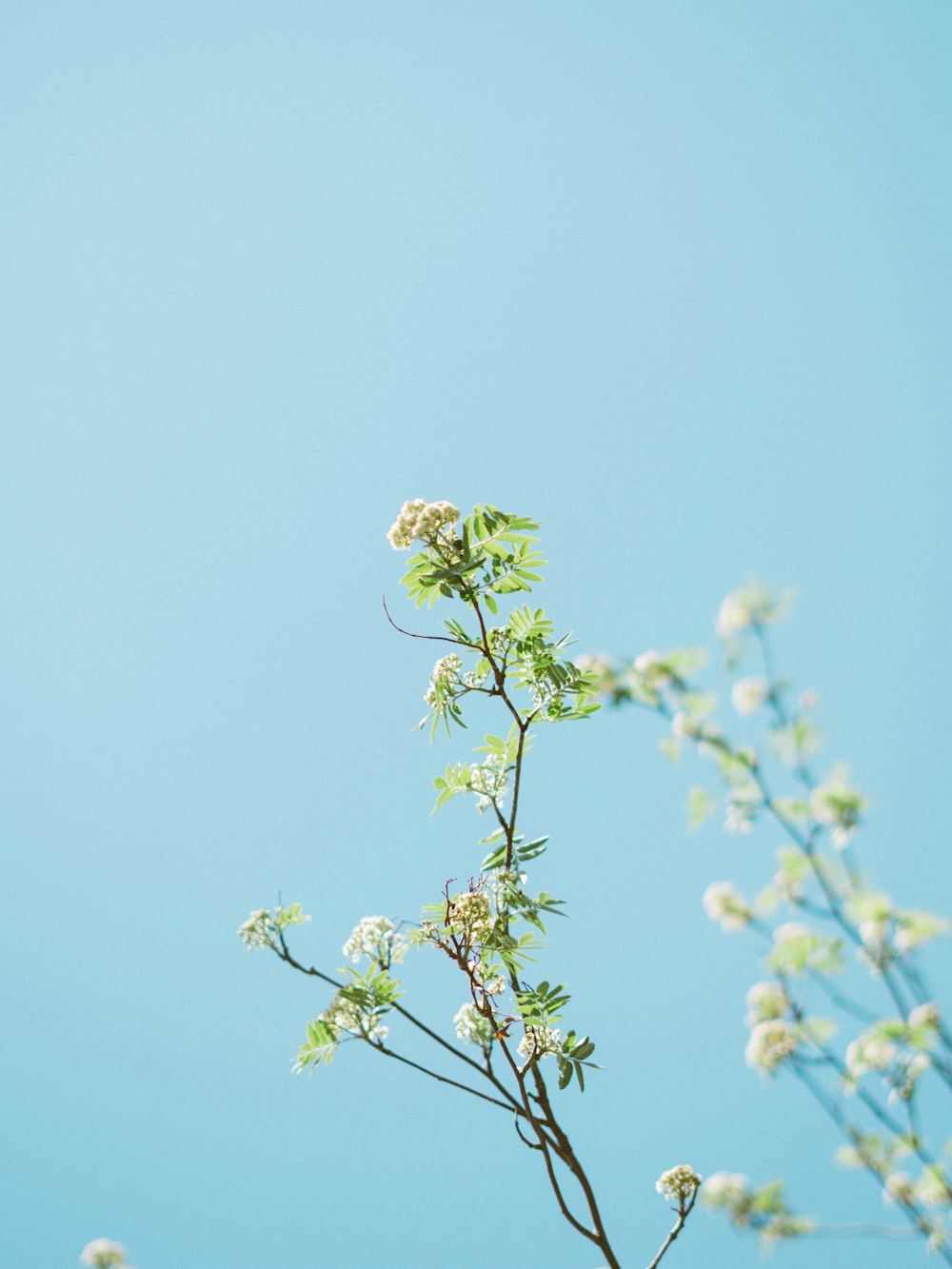 Person, die ein Foto von weißen Blumen macht