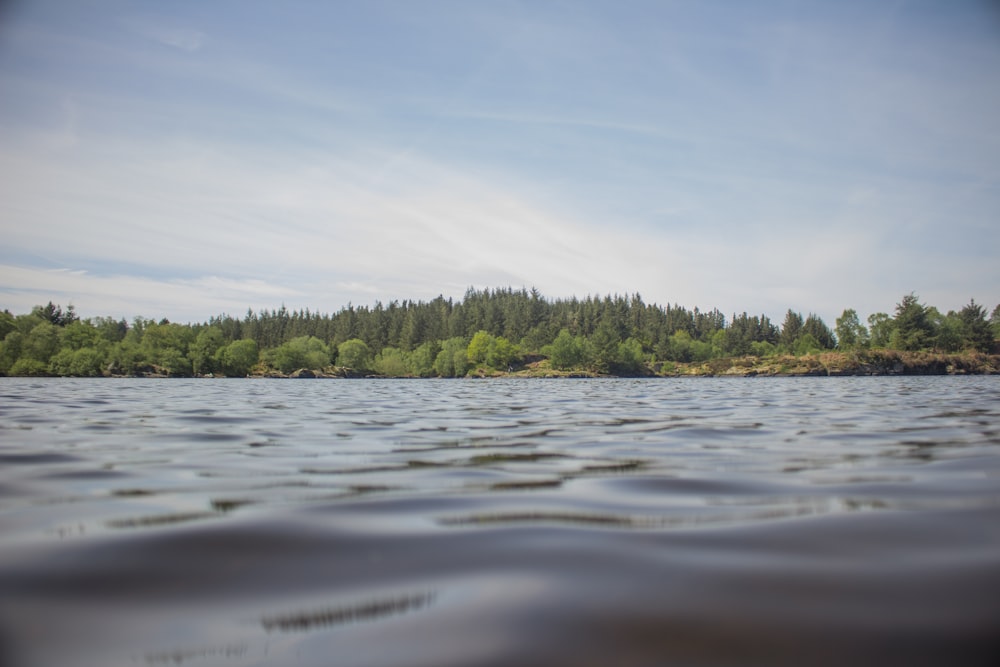 green trees behind ocean water