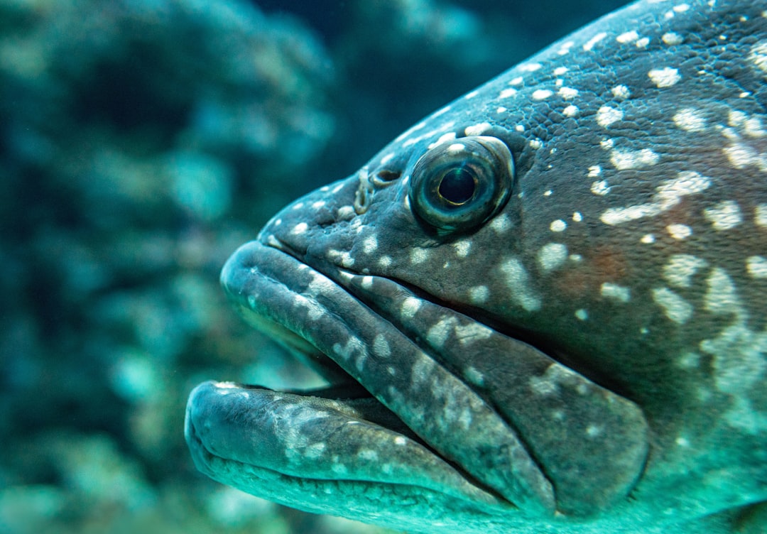 travelers stories about Underwater in Cairns Aquarium, Australia