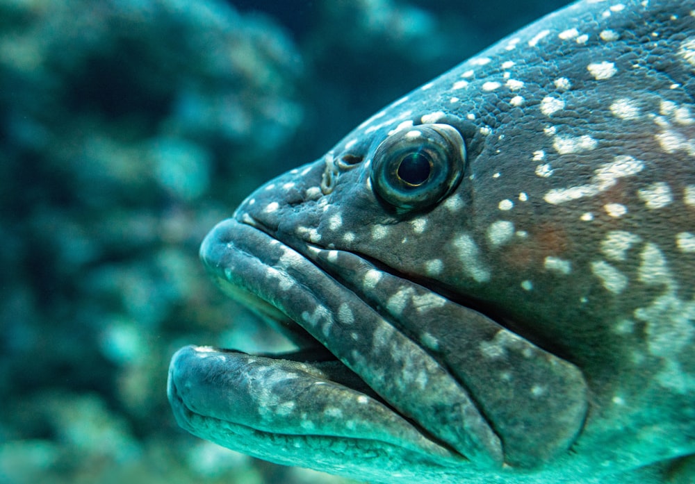 Photographie sélective de poissons gris