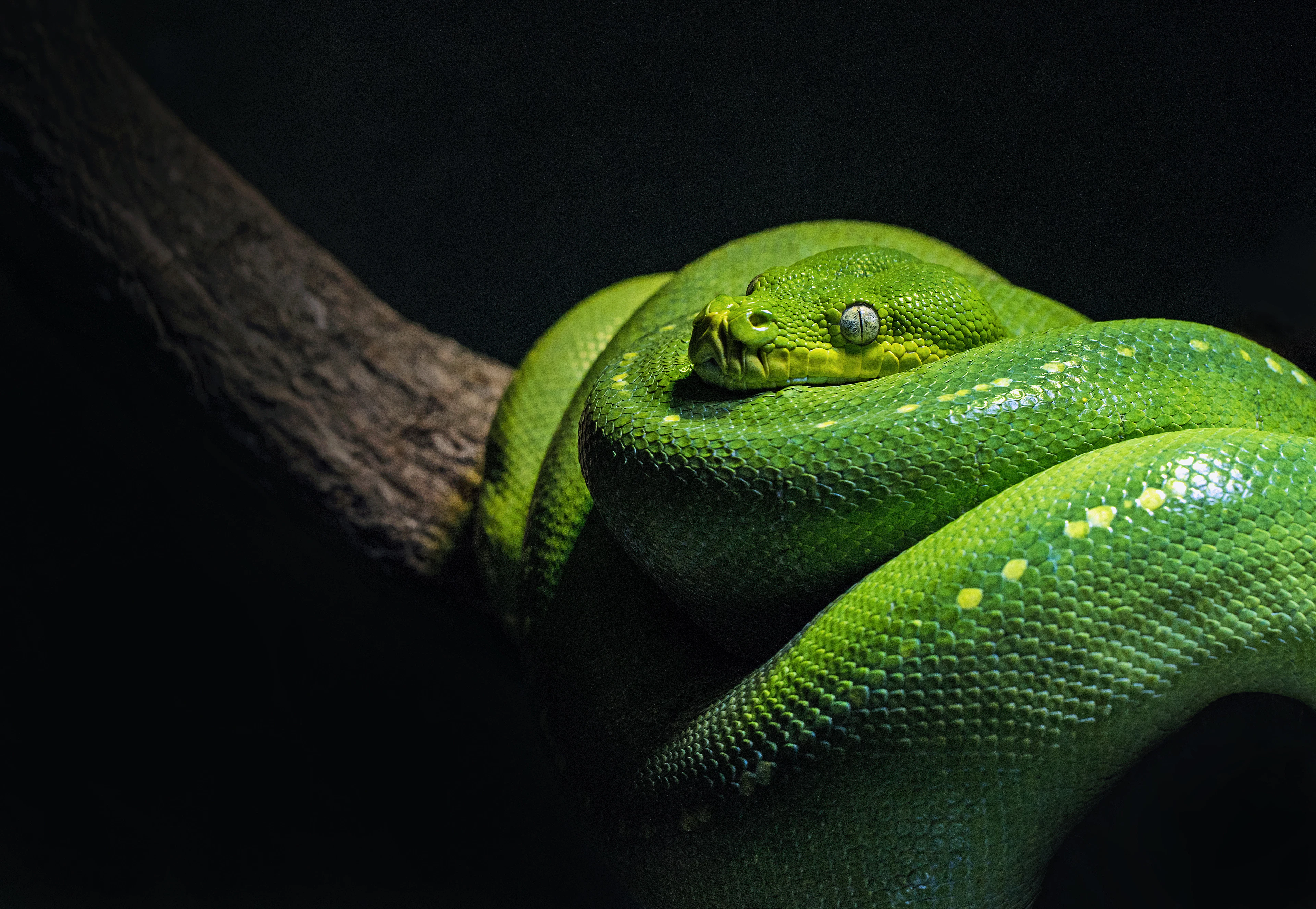 Green tree python coiled on a branch