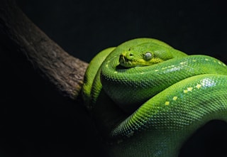 green snake on brown branch close-up photo