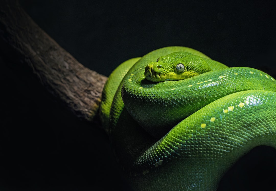  green snake on brown branch close up photo snake