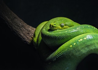 green snake on brown branch close-up photo