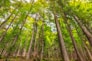 photography of green leaf trees during daytime