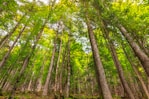 photography of green leaf trees during daytime