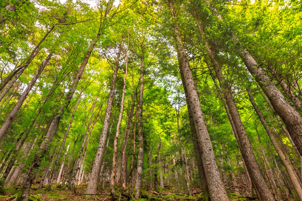 photography of green leaf trees during daytime